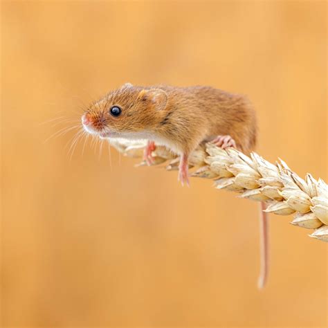 cute mice images